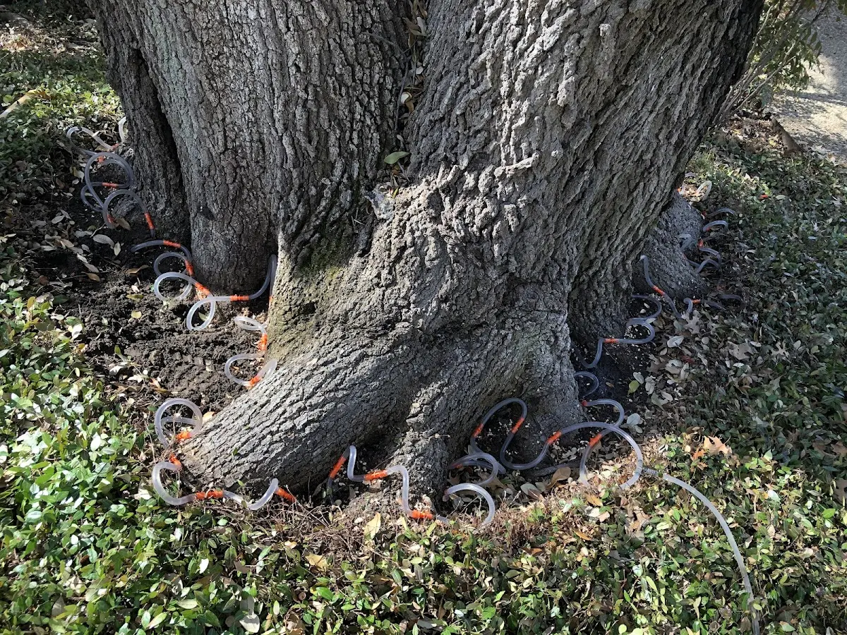 Detailed Tree Cabling and Bracing job site in Vermontville