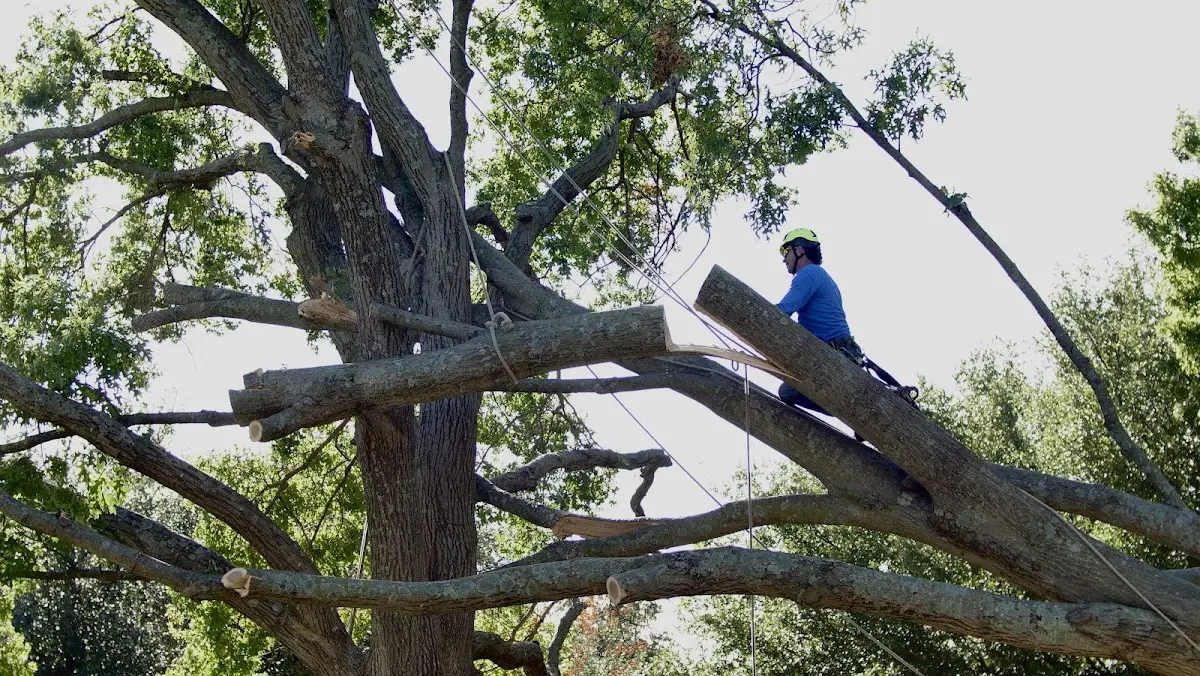 Professional Crown Thinning performed by certified arborists in Vermontville