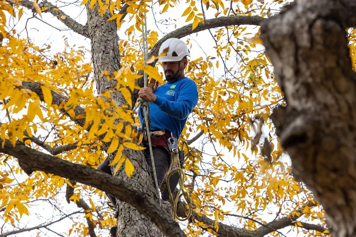 Skilled Tree Transplanting crew working in Vermontville